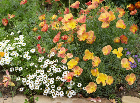 Эшшольция калифорнийская Абрикосовый шифон в цветнике