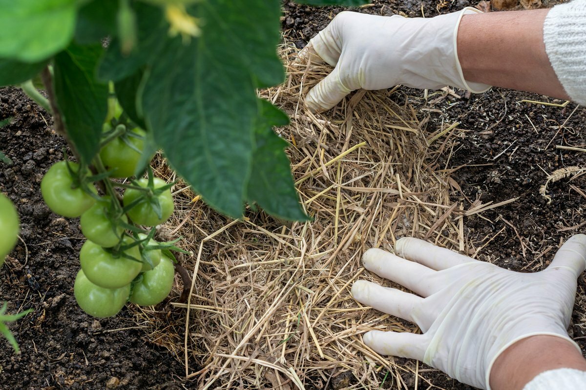 Четыре простых агротехнических приема, позволяющих увеличить урожай помидоров