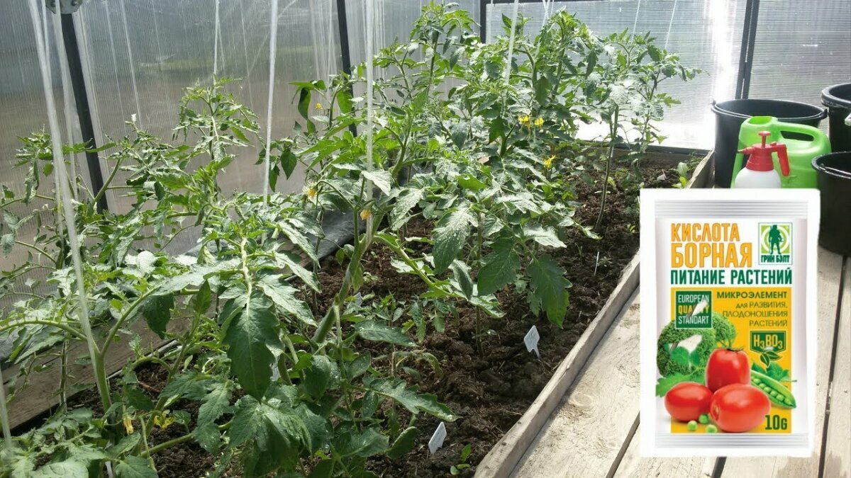 Четыре простых агротехнических приема, позволяющих увеличить урожай помидоров