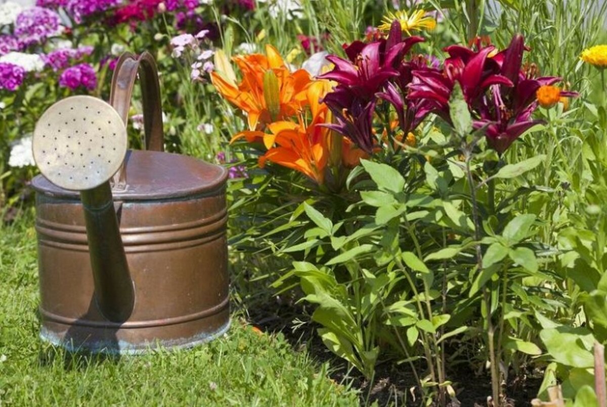Красавицы-лилии: чем подкормить растения для долгого и пышного цветения?