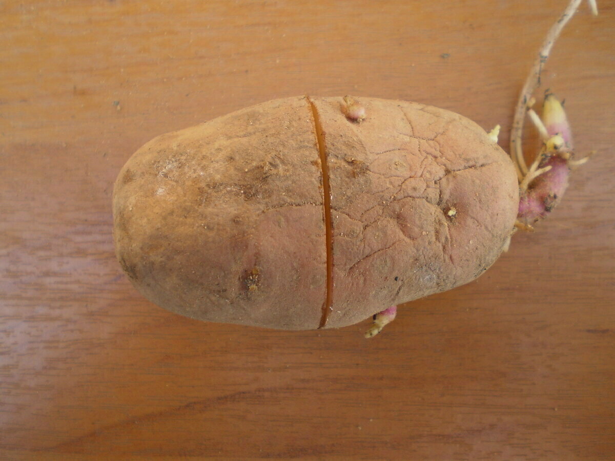Кербовка семенного картофеля: поперечный надрез на кожуре увеличит урожаи в полтора раза!