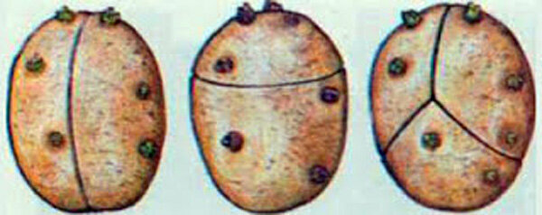 Кербовка семенного картофеля: поперечный надрез на кожуре увеличит урожаи в полтора раза!