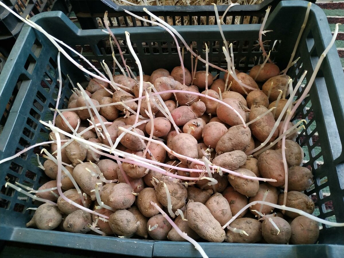 Как правильно проращивать картошку на семена – на свету или в темноте?