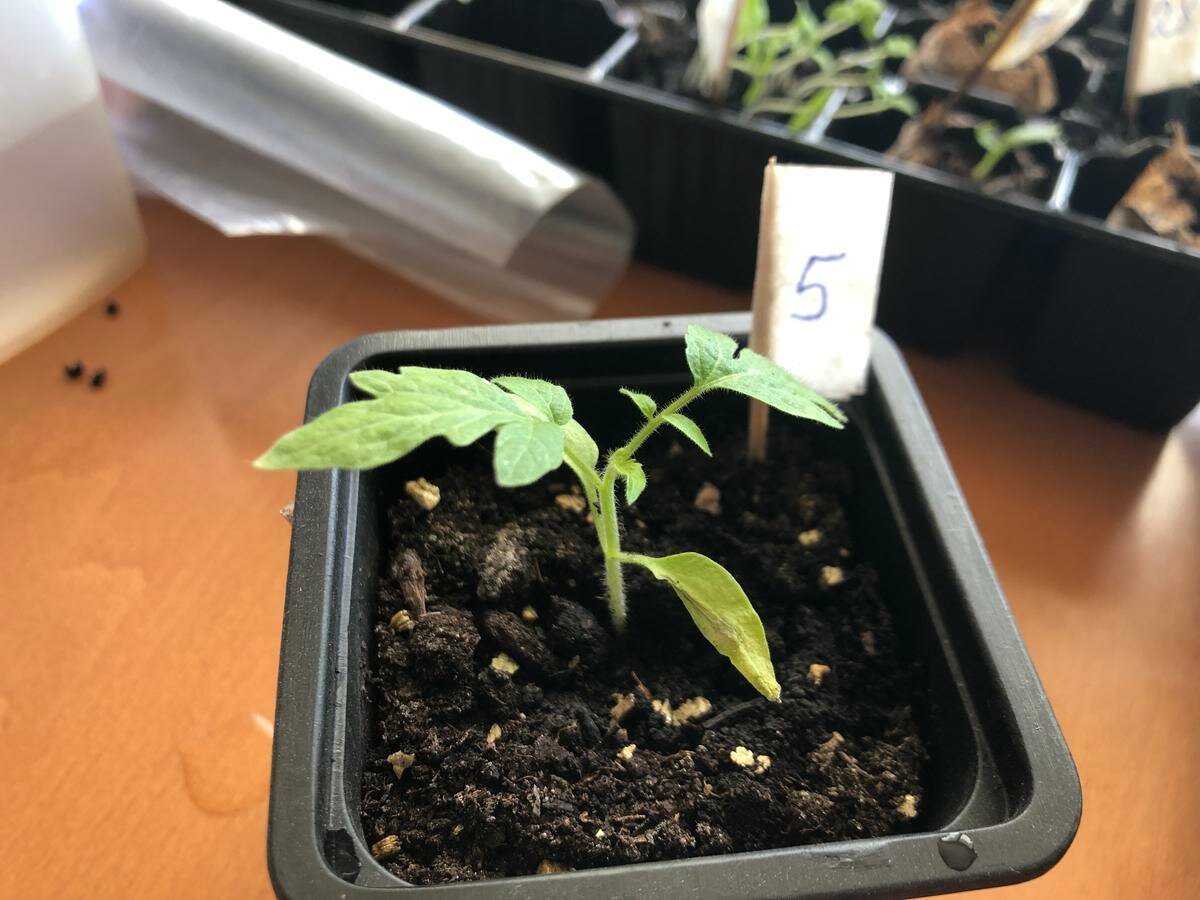 Отщипните семядольные листочки – и рассада томатов тормознет в росте