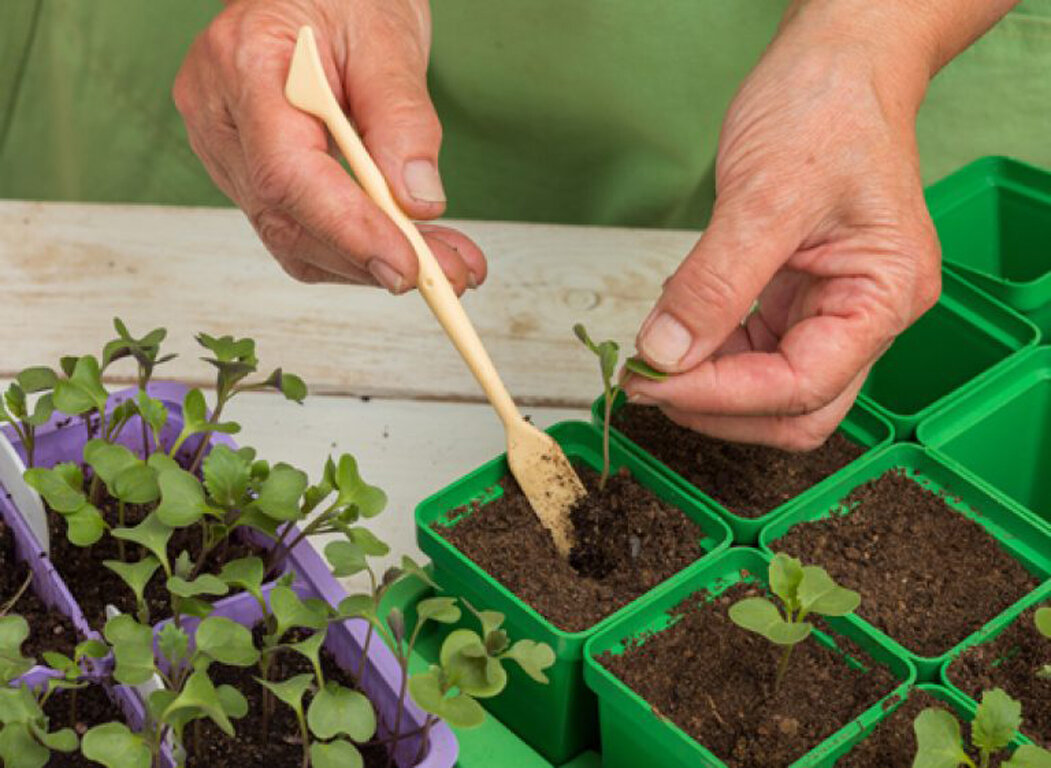Надежное правило восьми дней: как грамотно вырастить рассаду капусты?