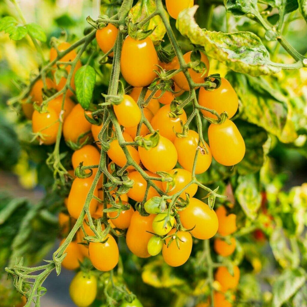 Пятерка самых урожайных сортов томатов для теплицы и открытого грунта