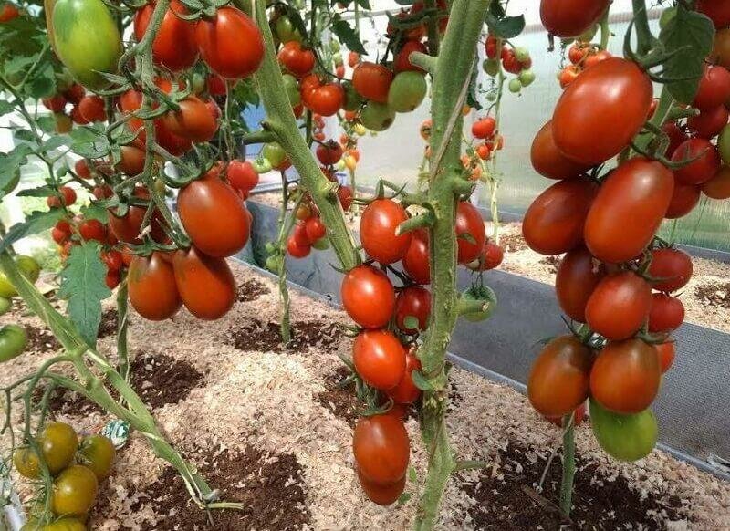 Пятерка самых урожайных сортов томатов для теплицы и открытого грунта