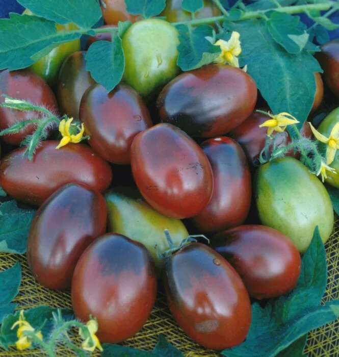 Лучшие сорта черных помидоров: сахаристые, мясистые, неприхотливые