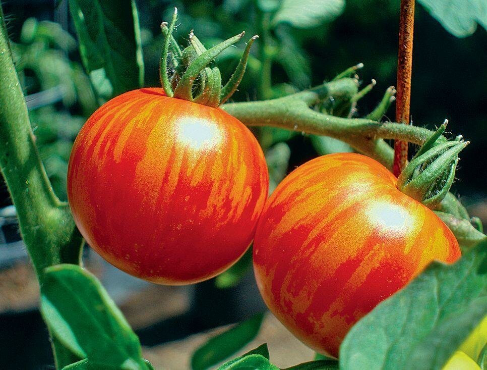 Подборка лучших низкорослых томатов - самые урожайные сорта. Пора присматривать семена на будущий сезон!