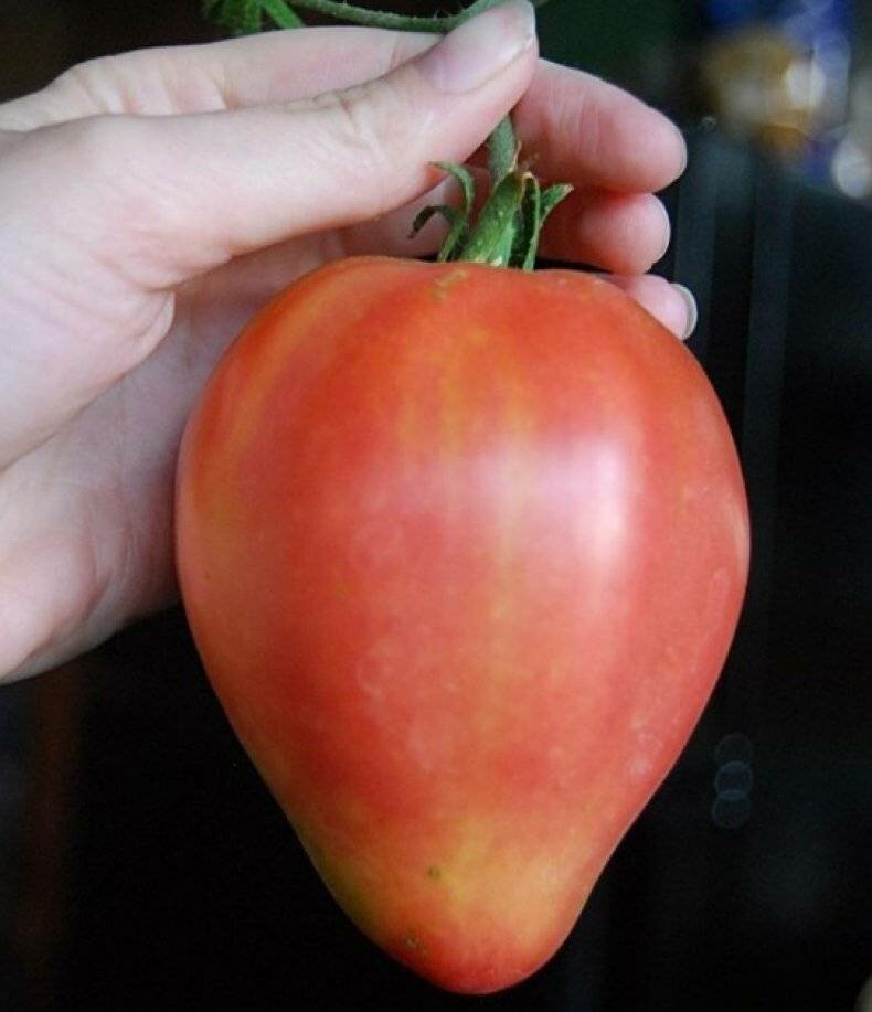 Подборка лучших низкорослых томатов - самые урожайные сорта. Пора присматривать семена на будущий сезон!