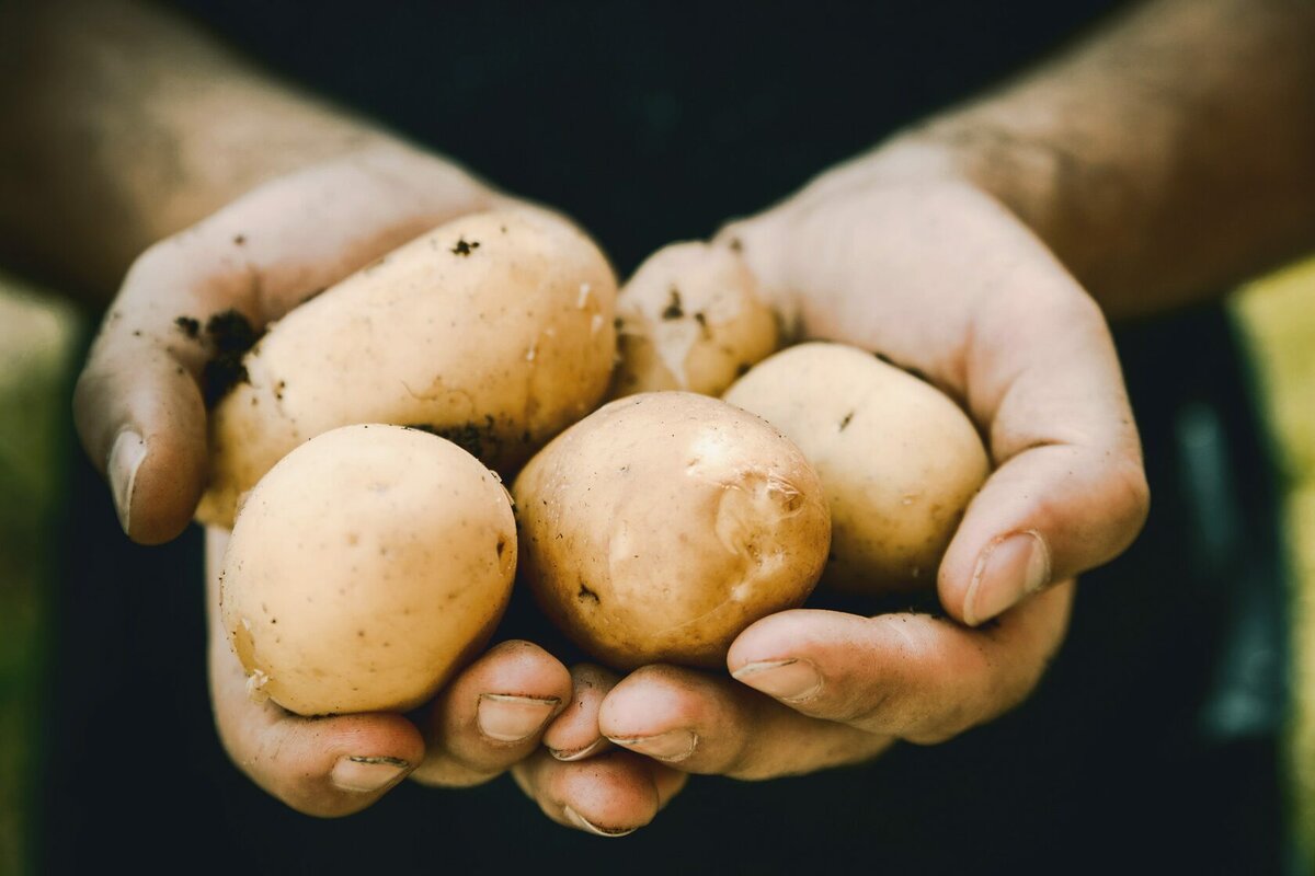 Картошка не будет расти и гнить: пять самых распространенных ошибок хранения клубней