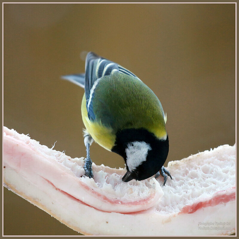 Вспомним о пернатых: чем можно кормить птиц зимой, а чем – нельзя ни при каких обстоятельствах?