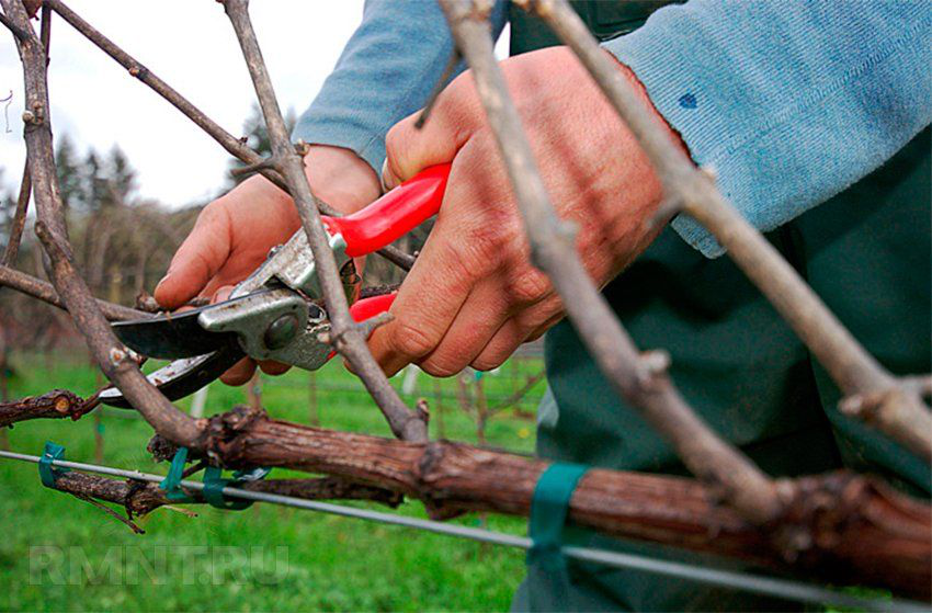 Как наверняка погубить виноград? Самые распространенные ошибки при подготовке лозы к зиме