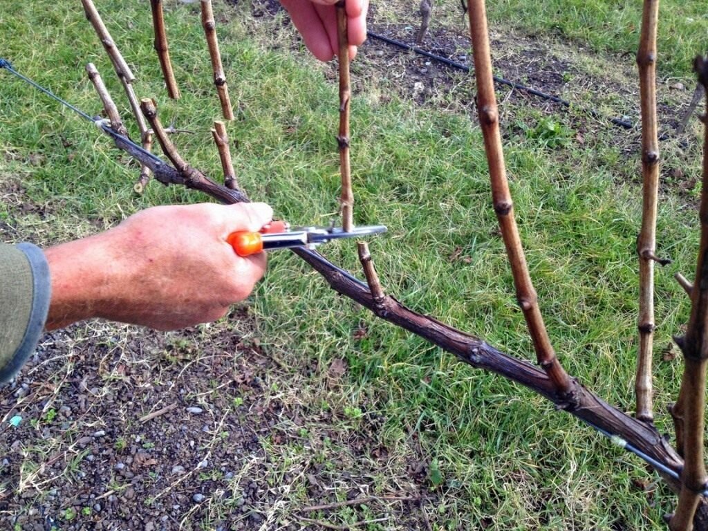 Осенняя обрезка винограда: простая понятная инструкция для всех