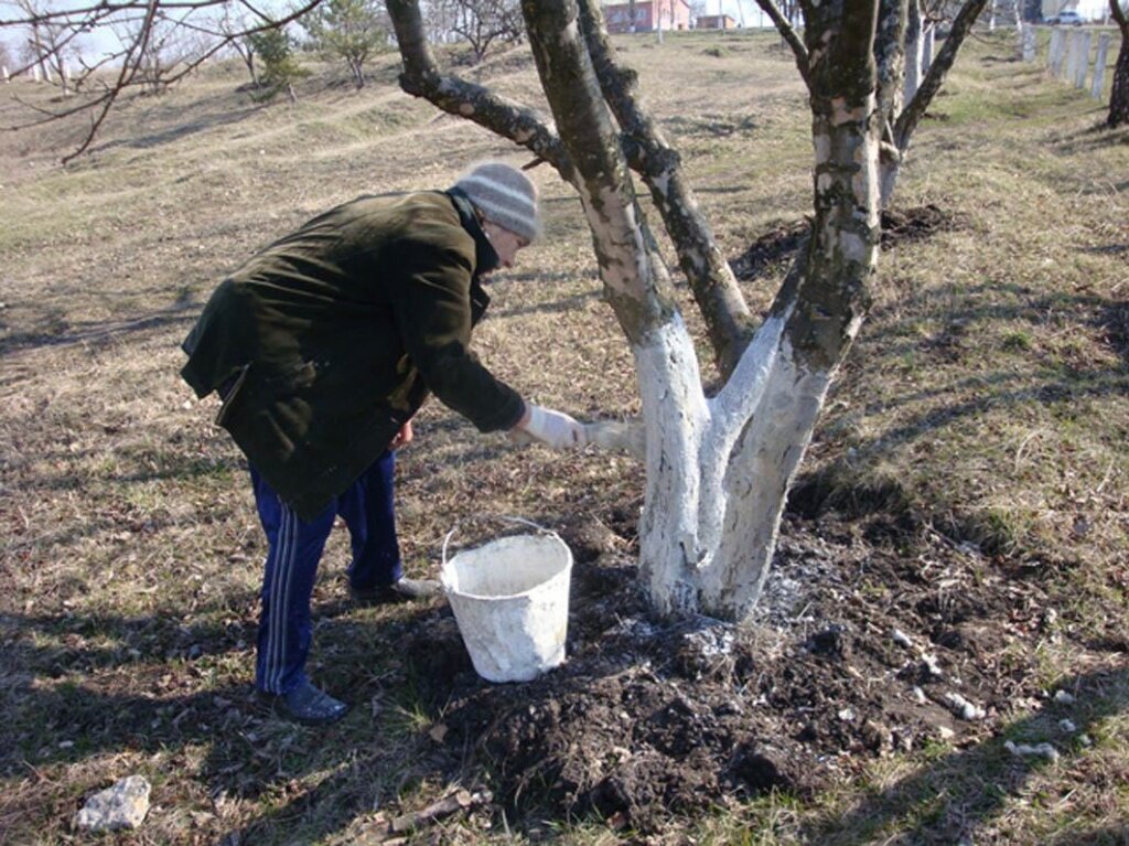 Скоро белить деревья: супер-рецепт стойкой питательной смеси, которая сохранится до весны