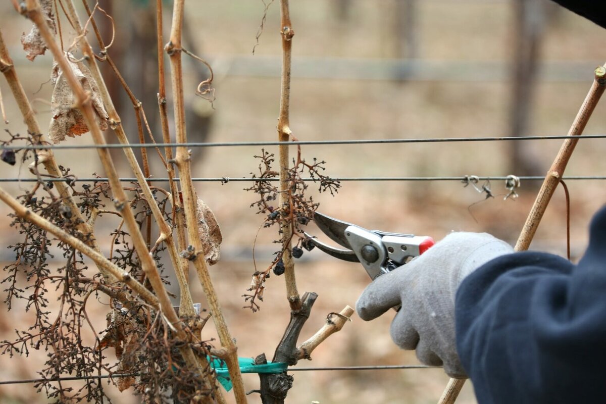 Что делать с виноградом после сбора урожая? Правильная подготовка лозы к зимовке