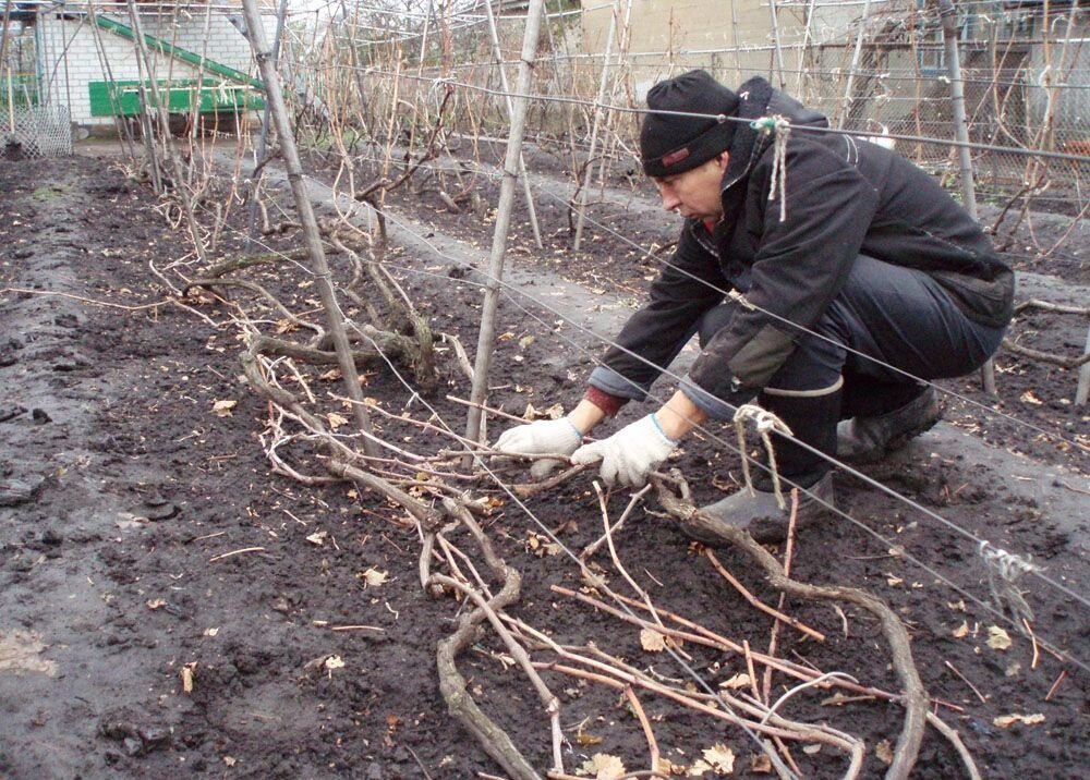 Что делать с виноградом после сбора урожая? Правильная подготовка лозы к зимовке