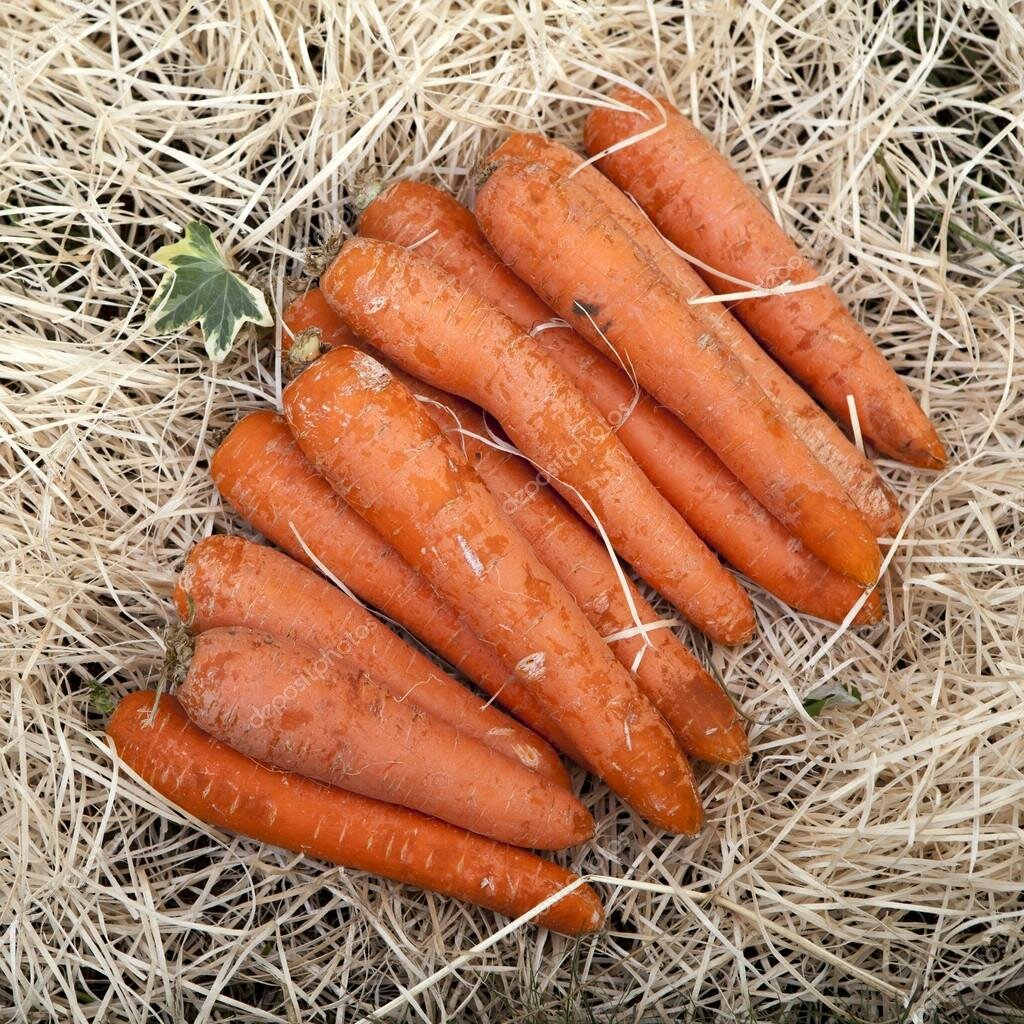 Нужно ли обрезать кончики моркови, закладывая ее на хранение?