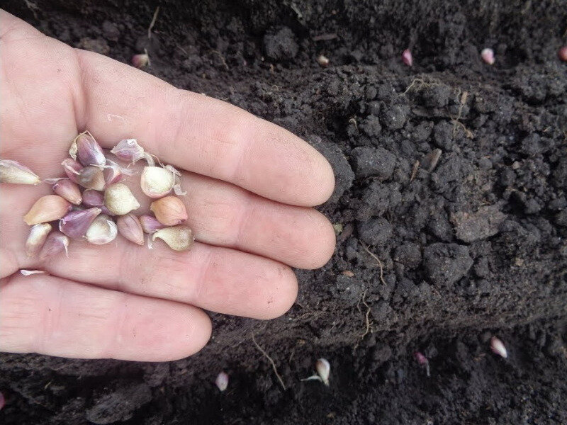 Когда и как лучше посадить бульбочки чеснока под зиму?