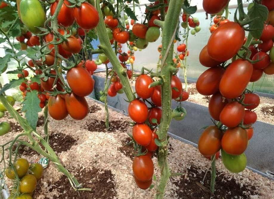 Когда помидоров не просто много, а очень много: сделайте томаты в собственном соку