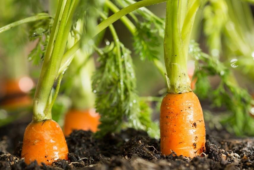 Августовская подкормка моркови для наращивания корнеплодов
