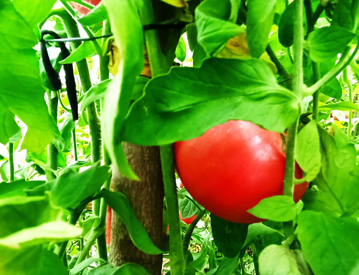 Чем можно пролить помидоры, чтобы ускорить завязывание и созревание плодов?
