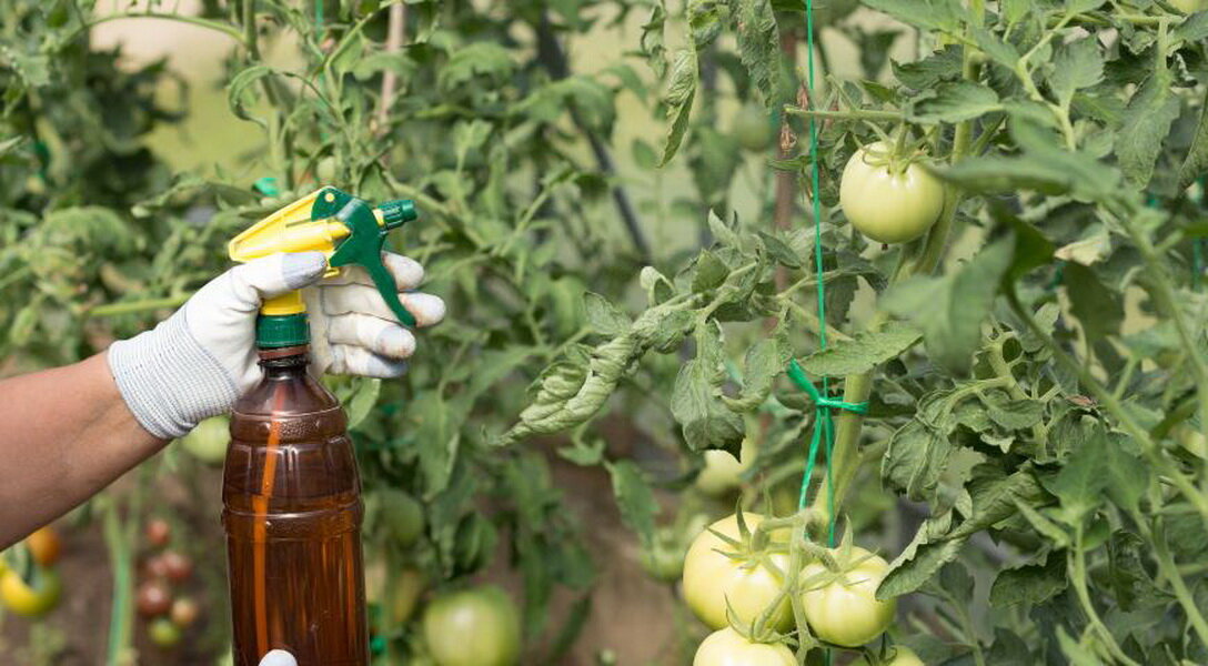 Чем опрыскивают томаты в июле, чтобы сберечь и увеличить урожаи?