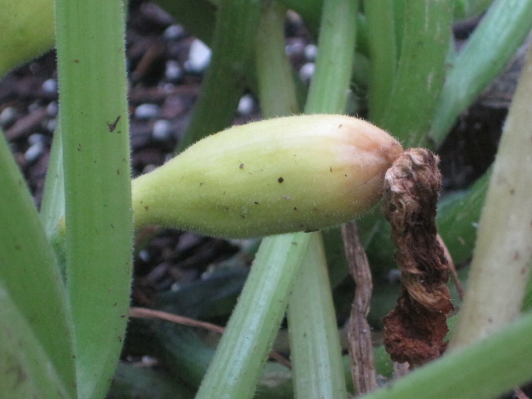 Три простых агротехнических приема для удваивания урожая кабачков