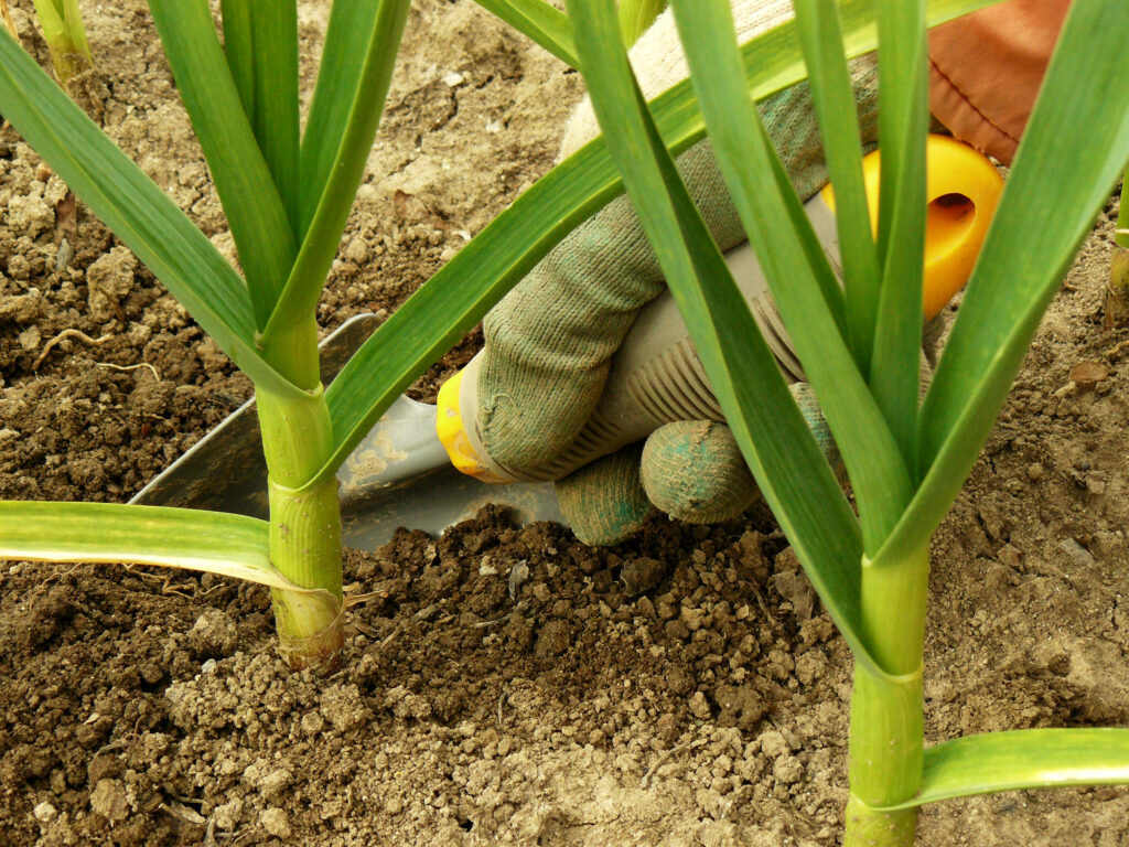 Чеснок перестраивается на наращивание луковицы: четыре самых главных дела в этот важный момент