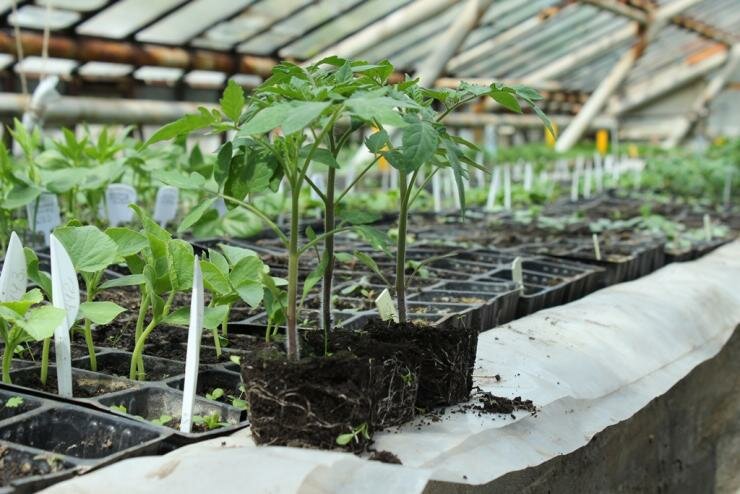 Выращивание рассады томатов в вопросах и ответах: инструкция для начинающих