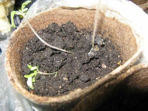 Выращивание рассады томатов в вопросах и ответах: инструкция для начинающих