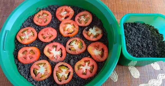 Выращиваем рассаду томатов правильно