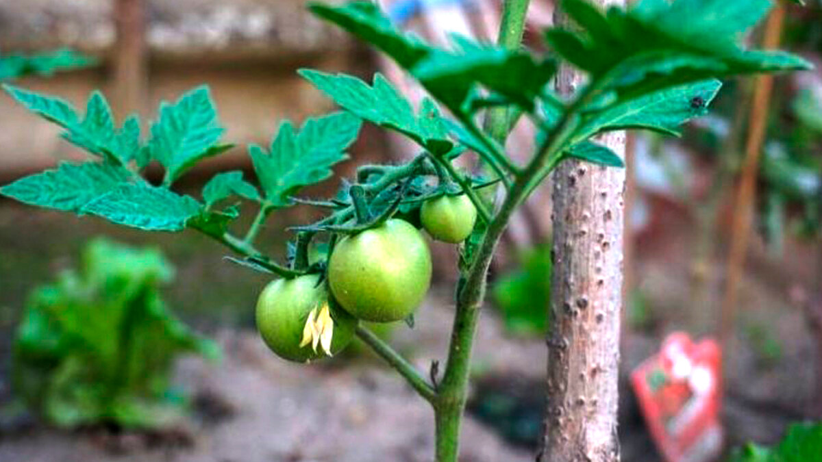 Простые правила выращивания рассады ранних томатов открытого грунта.