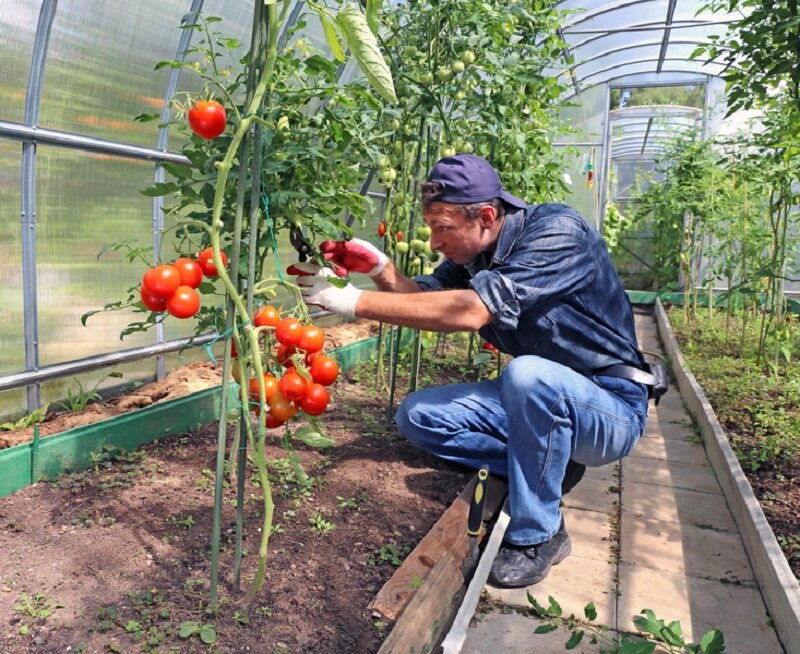Пересаживаю рассаду помидоров в теплицу по всем правилам — чтобы кустики развивались и хорошо плодоносили