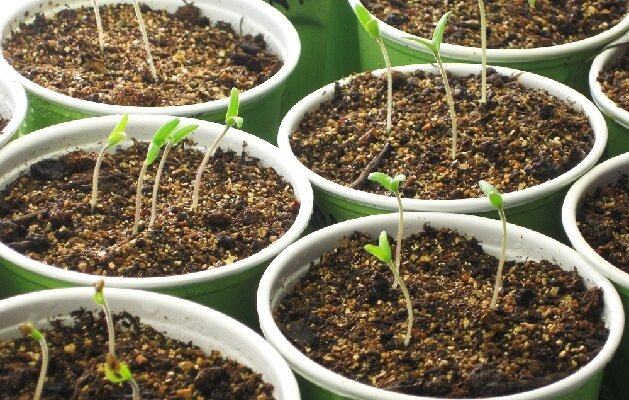 Выращиваем рассаду томатов: 7 полезных советов