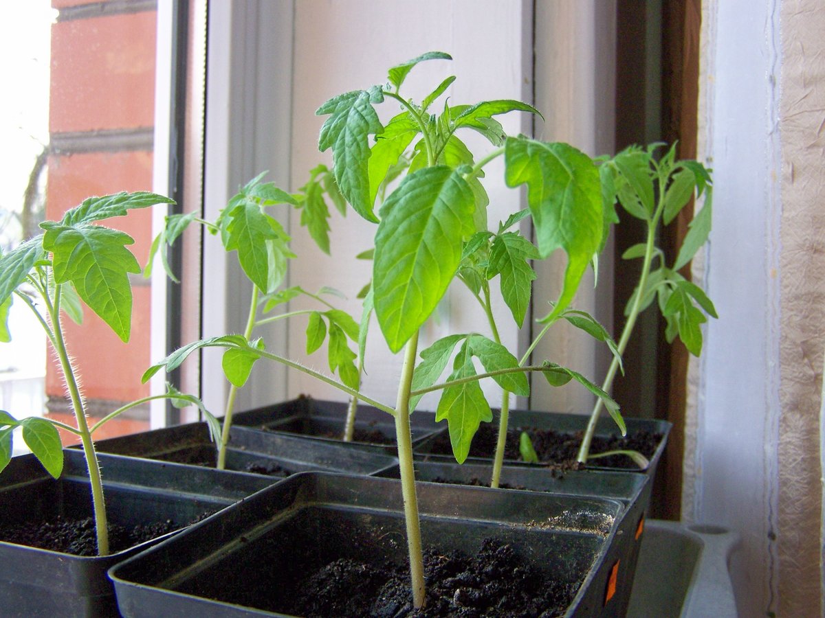 Как вырастить рассаду томата