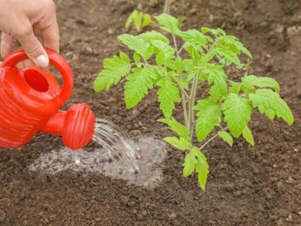 Полезные советы, как спасти увядающую рассаду томатов