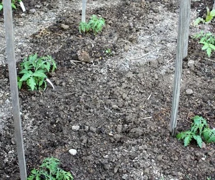 Как успешно высадить рассаду томатов в открытый грунт: секреты садоводов