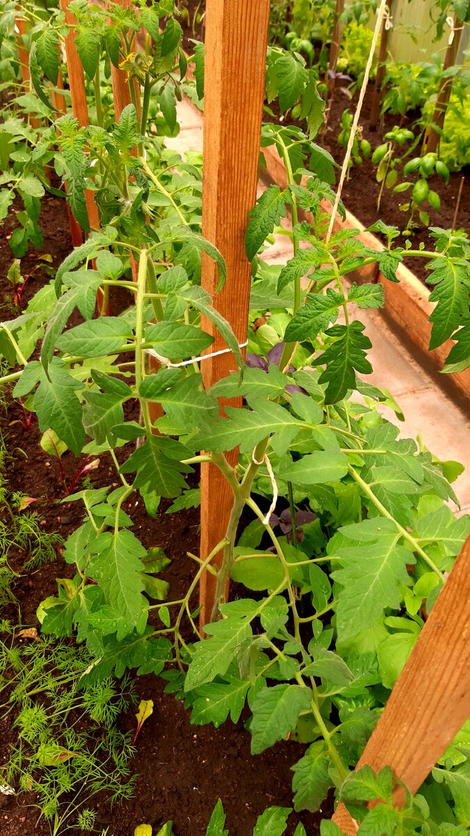 Что делать, если томат в рассаде раздвоился?