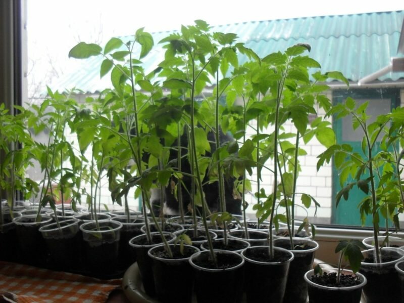 Стимуляторы роста для помидорной рассады