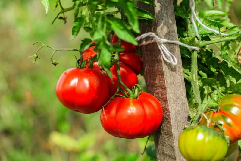 Рассада помидоров — выращивание без пикировки