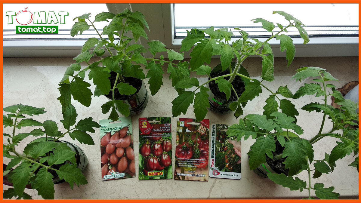 Правила выращивания рассады томатов