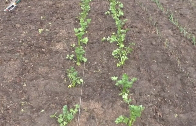 Выращиваем корневой сельдерей: как сеять, взрастить и ухаживать в открытом грунте