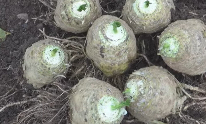 Выращиваем корневой сельдерей: как сеять, взрастить и ухаживать в открытом грунте